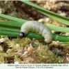 hesperia comma larva3